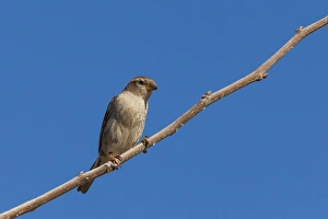 Nature Prints: A house sparrow at Cabo de Gata in Spain