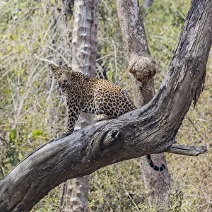 An Indian leopard in the Mudumalai National Park in Tamil Nadu, India