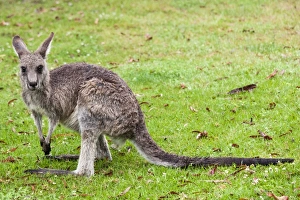 Nature Prints: A kangaroo in Merimbula, Australia