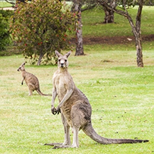 Kangaroos in Merimbula, Australia