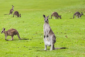 Nature Prints: Kangaroos in Merimbula, Australia