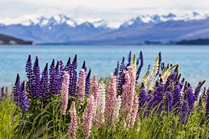 : Lake Tekapo in Canterbury, New Zealand