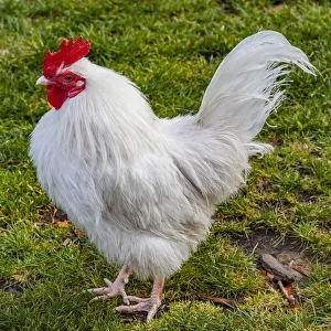 : A leghorn chicken in Roturua, Bay of Plenty, in New Zealand