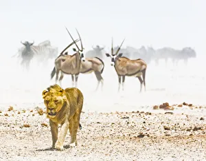 Mammal Prints: A lion and some gemsboks in a dust storm in Etosha National Park, Namibia