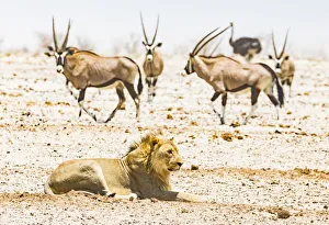 Namibia Prints: A lion and some gemsboks in a dust storm in Etosha National Park, Namibia