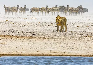 Mammal Prints: A lion heading towards a waterhole during a dust storm in Etosha National Park, Namibia