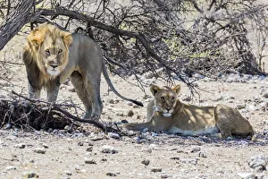 Mammal Prints: A lion and lioness in Etosha National Park, Namibia