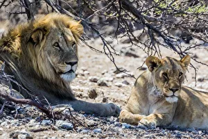 Namibia Prints: A lion and lioness in Etosha National Park, Namibia