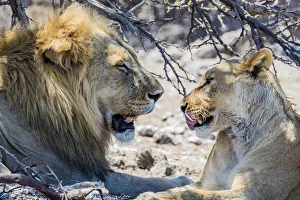 Namibia Prints: A lion and lioness in Etosha National Park, Namibia