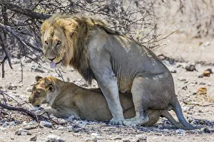 Nature Prints: A lion and lioness mating in Etosha National Park