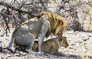 Namibia Prints: A lion and lioness mating in Etosha National Park, Namibia