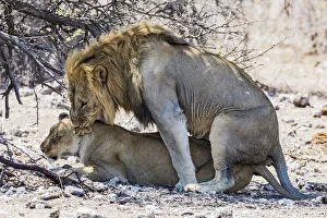 Namibia Prints: A lion and lioness mating in Etosha National Park, Namibia