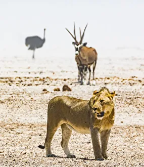 A lion, an ostrich and a gemsbok in a dust storm in Etosha National Park, Namibia
