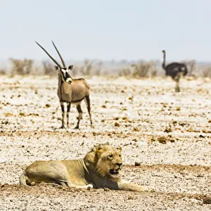 Mammal Prints: A lion, an ostrich and a gemsbok in in Etosha National Park, Namibia