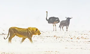 Trending: A lion, an ostrich and a wildebeest in a dust storm in Etosha National Park, Namibia