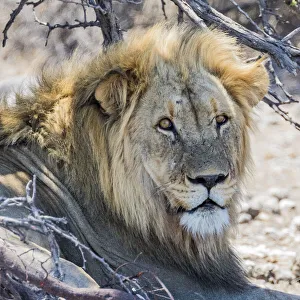 Mammal Prints: A lion sheltering from the heat in Etosha National Park, Namibia