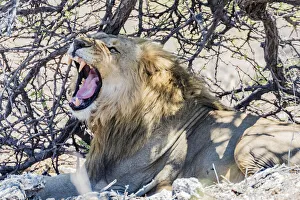 A lion yawning in Etosha National Park, Namibia