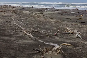 New Zealand Prints: Logs washed up on the beach at Hokitika in West Coast, New Zealand