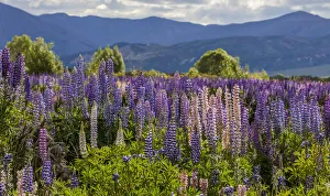 Editor's Picks: Lupins at Omarama in Otago, New Zealand