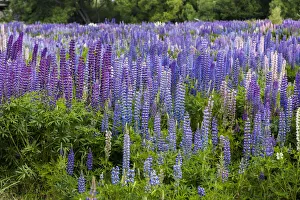 : Lupins at Omarama in Otago, New Zealand