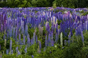 : Lupins at Omarama in Otago, New Zealand