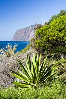 Nature Prints: Lush coastal vegetation at Funchal in Madeira