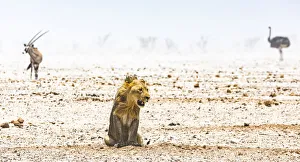 Trending: A male lion, a gemsbok and an ostrich during a duststorm in Namibia