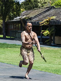 New Zealand Prints: A Maori performer at Te Puia in Roturua, Bay of Plenty in New Zealand