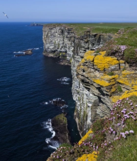 Images Dated 2010: Marwick Head, Orkney, Scotland