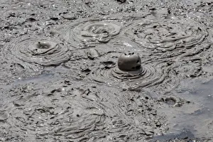 New Zealand Prints: A mud pool in an active volcanic area at Te Puia in Roturua, Bay of Plenty, in New Zealand