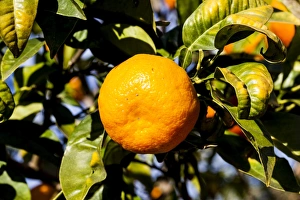 Plant Prints: An orange growing in Moncofa, Spain