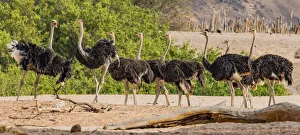 Plant Prints: Ostriches in Damaraland, Namibia