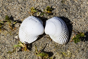 A pair of sea shells at Luskentyre in Scotland