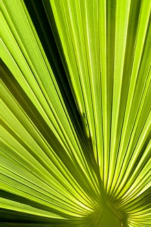 A palm fan in Elche, Spain