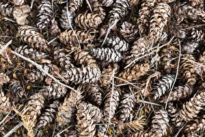 Editor's Picks: Pine cones at Te Anau in Southland, New Zealand