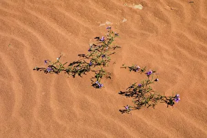Jordan Prints: A plant surviving in the arid desert in Wadi Rum, Jordan
