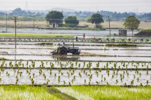 Planting rice in a paddy field near Kunnavakkam in Tamil Nadu, India