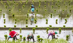 India Prints: Planting rice in a paddy field near Kunnavakkam in Tamil Nadu, India