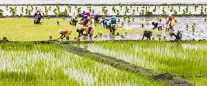 India Prints: Planting rice in a paddy field near Kunnavakkam in Tamil Nadu, India