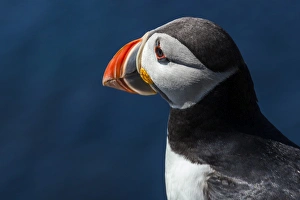Animal Prints: A puffin on the island of Lunga