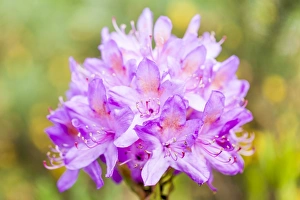 A rhododendron at Lochcarron, Scotland