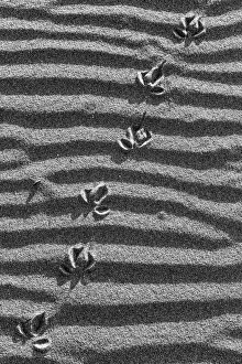 : Ripples on the sandy beach at Pauanui in Waikato, New Zealand