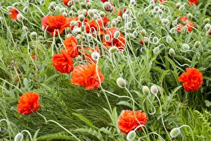 Nature Prints: Roadside poppies in Orkney, Scotland