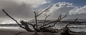 New Zealand Prints: A sea-borne log on the beach at Hokitika in West Coast, New Zealand