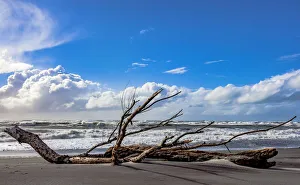 New Zealand Prints: A sea-borne log on the beach at Hokitika in West Coast, New Zealand