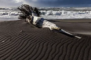 : A sea-borne log on the beach at Hokitika in West Coast, New Zealand