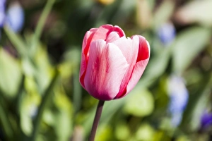 Flowers Prints: A single tulip at Keukenhof Gardens, Netherlands