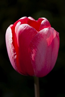 Netherlands Prints: A single tulip at Keukenhof Gardens, Netherlands