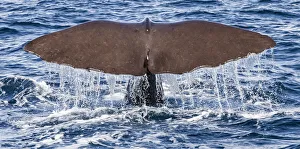 : A sperm whale diving at Kaikoura in Canterbury, New Zealand