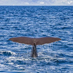 : A sperm whale diving at Kaikoura in Canterbury, New Zealand
